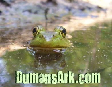 DumansArk Bullfrog