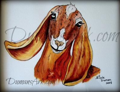 Nubian Goat Watercolor by DumansArk.com