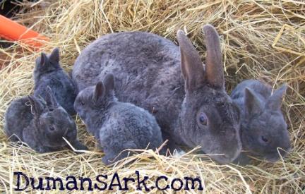 Proud Mama with her litter ~Astrex Coated Rabbits~