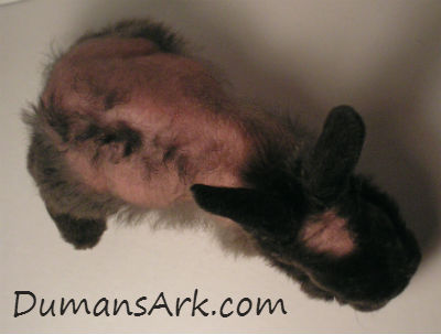 rabbits rabbit kit fur loss bald cause going gene